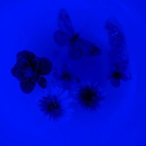 Meet your Posher, Felicia